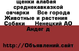 щенки алабая ( среднекавказкой овчарки) - Все города Животные и растения » Собаки   . Ненецкий АО,Андег д.